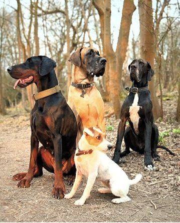 Some of James's own dogs, Great Danes, a Doberman and a Jack Russell