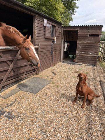 James's horse and one of his dogs at the stables