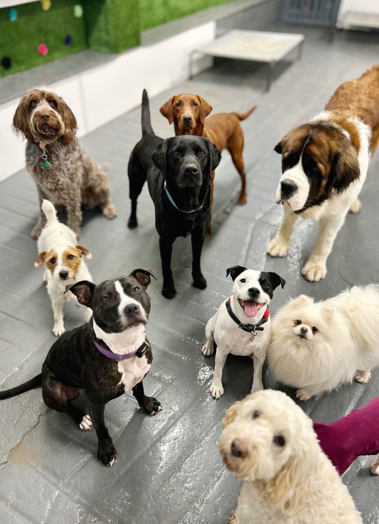 A group of daycare dogs together