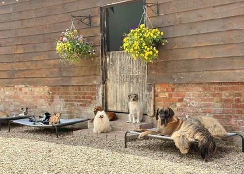 Boarding dogs relaxing outside the barn doorway